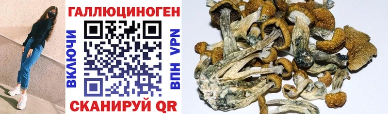 что такое наркотик  hydra ссылки  Галлюциногенные грибы Psilocybe  Богучар 